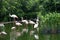 a Flamingo at the kowloon park, hong kong