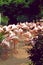 Flamingo in the Kowloon park of Hong Kong