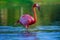 Flamingo in lake, beautful sunset shot