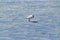 Flamingo at Lake, Brava Lagoon, La Rioja, Argentina