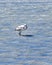 Flamingo at Lake, Brava Lagoon, La Rioja, Argentina