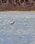 Flamingo at Lake, Brava Lagoon, La Rioja, Argentina