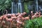 Flamingo Lake at Jurong Bird Park