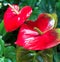 Flamingo Lily (Anthurium Andreanum) - Twin Hearts Tropical Flower