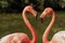 Flamingo love