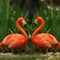 Flamingo love talk