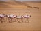 Flamingo march in Namib desert