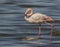 Flamingo marching at shore before high tide time in daylight in kuwait