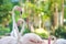 Flamingo Natural Backgrounds