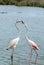 Flamingo. Nature. Two. Park. Birds. Lake. France