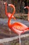 Flamingo nice exotic water bird