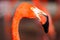 Flamingo nice exotic water bird detail head