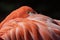 Flamingo at the Oklahoma City Zoo