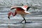 flamingo with open wings with shades of pink in Bolivian desert lake