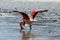 flamingo with open wings with shades of pink in Bolivian desert lake