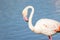 Flamingo at the Ornithological Park of Pont de Gau