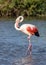 Flamingo at the Ornithological Park of Pont de Gau