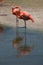 Flamingo pair in park