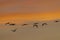 Flamingo in Parc Naturel regional de Camargue, Provence, France