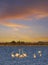 Flamingo in Parc Naturel regional de Camargue, Provence, France