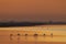 Flamingo in Parc Naturel regional de Camargue, Provence, France