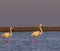 Flamingo in Parc Naturel regional de Camargue, Provence, France