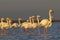 Flamingo in Parc Naturel regional de Camargue, Provence, France