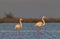 Flamingo in Parc Naturel regional de Camargue, Provence, France