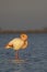 Flamingo in Parc Naturel regional de Camargue, Provence, France