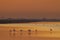 Flamingo in Parc Naturel regional de Camargue, Provence, France