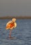 Flamingo in Parc Naturel regional de Camargue, Provence, France