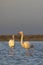 Flamingo in Parc Naturel regional de Camargue, Provence, France