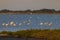 Flamingo in Parc Naturel regional de Camargue, Provence, France