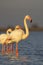 Flamingo in Parc Naturel regional de Camargue, Provence, France