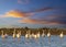 Flamingo in Parc Naturel regional de Camargue, Provence, France