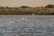 Flamingo in Parc Naturel regional de Camargue, Provence, France