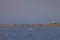 Flamingo in Parc Naturel regional de Camargue, Provence, France