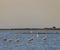 Flamingo in Parc Naturel regional de Camargue, Provence, France