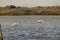 Flamingo in Parc Naturel regional de Camargue, Provence, France