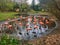 Flamingo party, Bronx Zoo, autumn