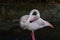 Flamingo Phoenicopteridae.