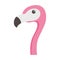 Flamingo pink bird exotic cartoon isolated design icon white background
