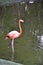 Flamingo, pink, birds, tropics, Yucatan, Mexico