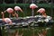 Flamingo, pink, birds, tropics, Yucatan, Mexico