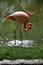 Flamingo, pink, birds, tropics, Yucatan, Mexico