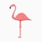 Flamingo. Pink Exotic Tropical Bird. Vector.