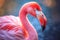 Flamingo pink safari beak plumage feathers birds caribbean animal wild wildlife zoo nature