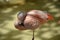 Flamingo pink sleepy bird zoo