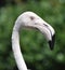 Flamingo portrait