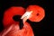 Flamingo Portrait